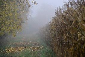 inverse weather, autumn, fog, field
