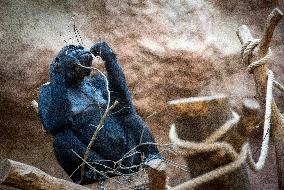 western lowland gorilla (Gorilla gorilla gorilla)