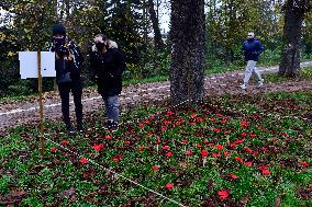 A field of poppies mark tomorrow's celebration of War Veterans Day