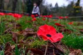 A field of poppies mark tomorrow's celebration of War Veterans Day