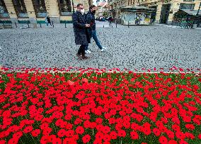 A field of poppies mark  celebration of War Veterans Day Prague