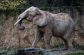 African female elephant from Vienna in the Safari Park Dvur Kralove