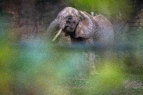 African female elephant from Vienna in the Safari Park Dvur Kralove