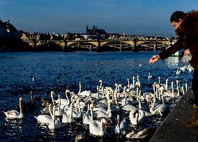 People, city center, Prague, Vltava River, Prague Castle, swans