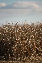 field, combine harvester, corn crop yield