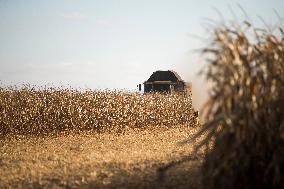 field, combine harvester, corn crop yield