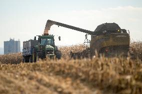 field, combine harvester, corn crop yield