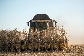 field, combine harvester, corn crop yield