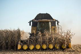 field, combine harvester, corn crop yield