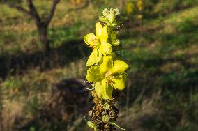 wild Dense-flowered Mullein, Verbascum densiflorum, medicinal plant, herb, flower, bloom