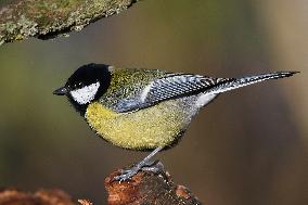 The great tit (Parus major)