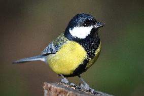 The great tit (Parus major)