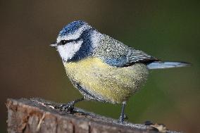 The Eurasian blue tit (Cyanistes caeruleus)