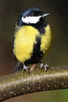 The great tit (Parus major)