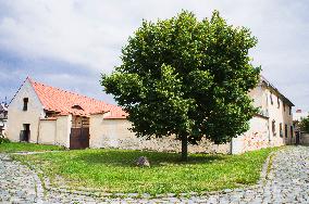 Hulin, Small-leaved Lime, Tilia cordata, tree of the millennium