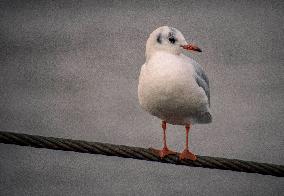 Gull, river, Vltava