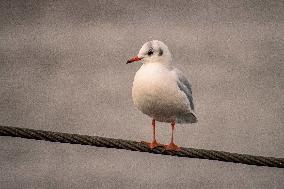 Gull, river, Vltava