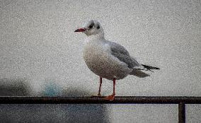 Gull, river, Vltava