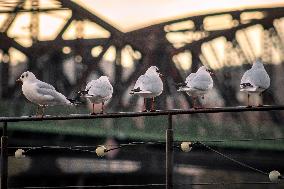 Gull, river, Vltava