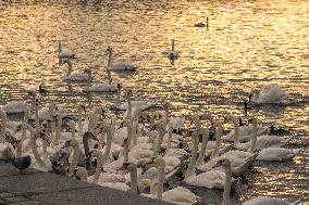 Swan, river, Vltava