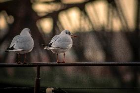 Gull, river, Vltava