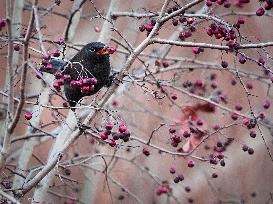 Blackbird, shrub, hawthorn, berries