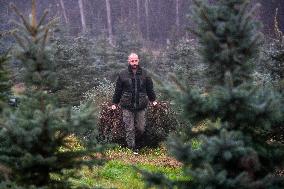 Christmas trees for Czech market, forest