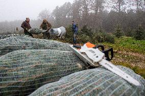 Christmas trees for Czech market, forest, chainsaw STIHL