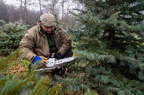 Christmas trees for Czech market, forest, chainsaw, forester