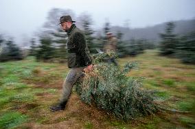 Christmas trees for Czech market, forest