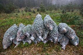 Christmas trees for Czech market, forest