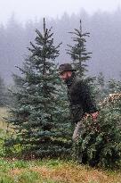 Christmas trees for Czech market, forest