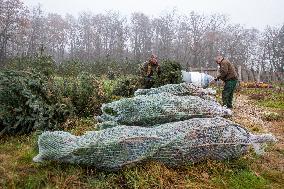 Christmas trees for Czech market, forest