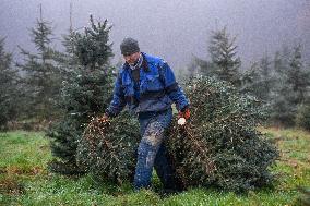 Christmas trees for Czech market, forest