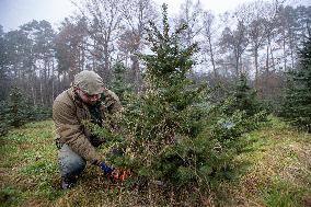 Christmas trees for Czech market, forest