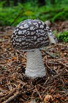 Amanita spissa