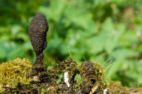 Xylaria longipes