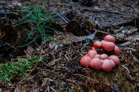 Lycogala epidendrum