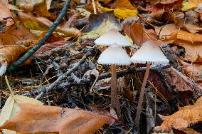 mushroom, leaves, autumn
