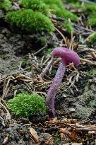 Laccaria amethystina