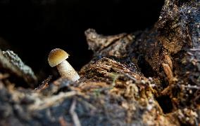 mushroom, wood