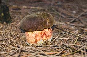 Neoboletus luridiformis, scarletina bolete, fungus, mushroom, toadstool