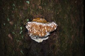 Fomitopsis pinicola, red-belted conk, a stem decay fungus, guttation