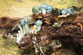 Stropharia aeruginosa, verdigris agaric, green, slimy woodland mushroom, fungus, toadstool