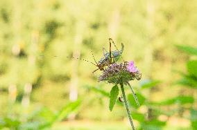 Roesel's Bush-cricket, Roeseliana roeselii, meadow