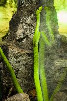 Eastern green mamba, Dendroaspis angusticeps, poisonous snakes