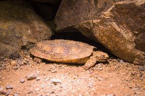 African Pancake Tortoise, Malacochersus tornieri