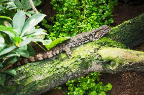 Chinese Crocodile Lizard, Shinisaurus crocodilurus