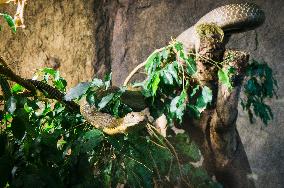 King Cobra, Ophiophagus hannah, poisonous snakes