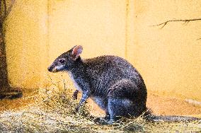 Dusky Pademelon, Thylogale brunii, kangaroo, wallaby